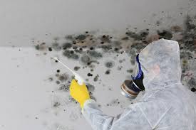 Best Basement Mold Removal  in Lawson, MO